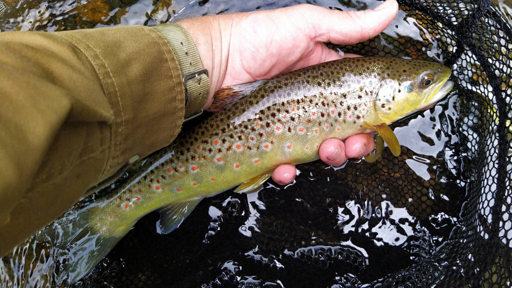 Photo of very nice trout
